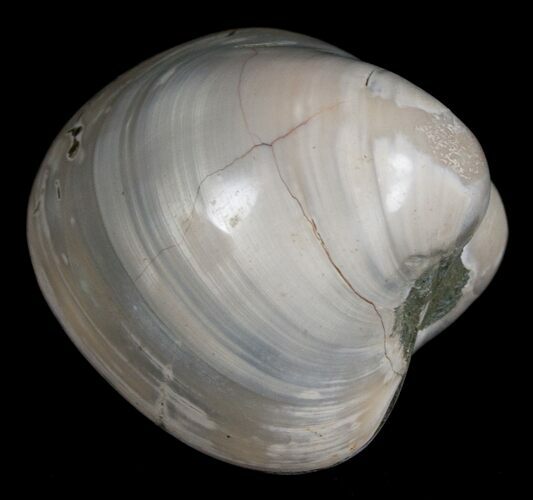 Polished Fossil Clam - Large Size #5256